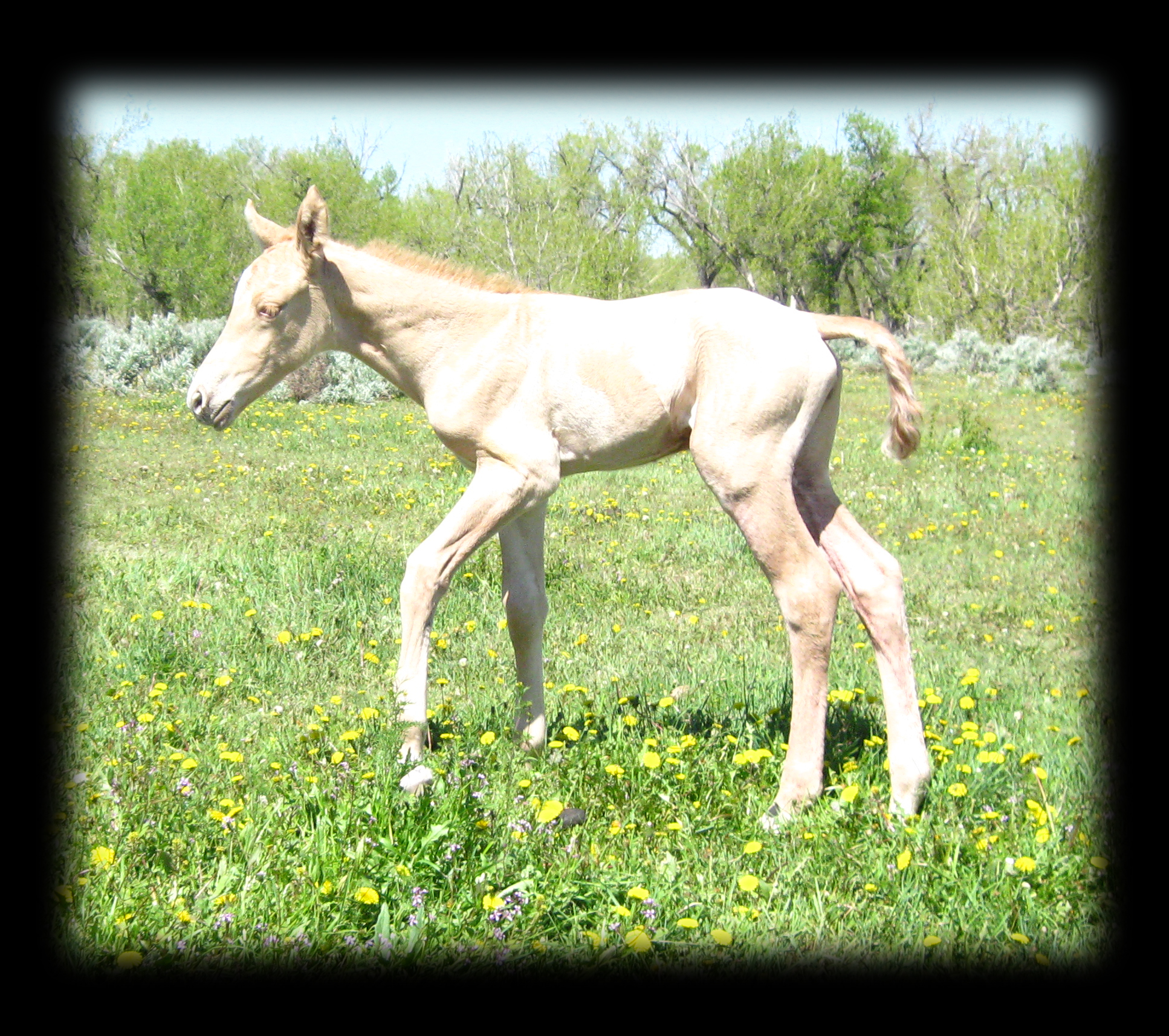 Dunalino Filly,Hollywood At Dawn, Hollywood Buck and Royal King.